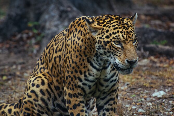 4 Days Tanzania Group Joining Safari with Mid-range Accommodation - Mid-range lodges and the meal plan that keeps you sane