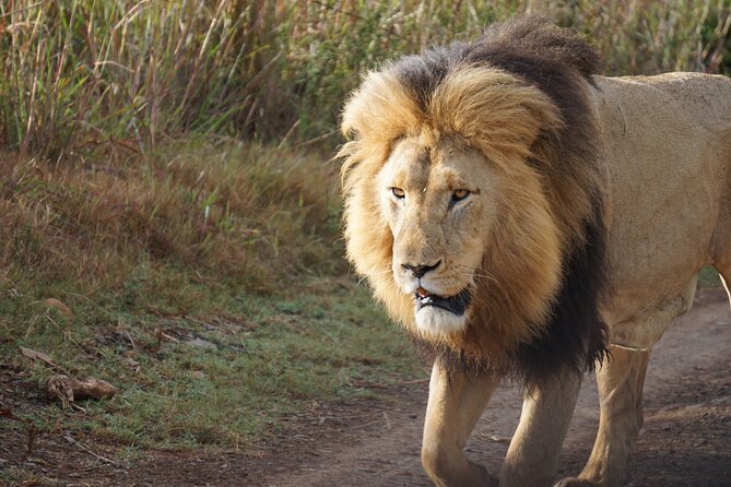 4 Days Tanzania Group Joining Safari with Mid-range Accommodation - When to go for migration and how weather affects your plan