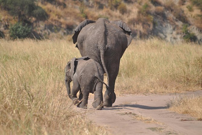 4 days Tanzania group safari to Serengeti, Crater and Tarangire - Key highlights you should care about