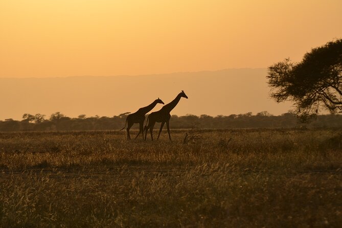 4 Days Tanzania Lodge Safari With Two Nights at Serengeti - Tarangire National Park: acacia shade, giant baobabs, and big elephant groups