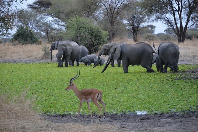 4 Days Tanzania Lodge Safari With Two Nights at Serengeti - Serengeti at sunrise: Big Five chasing and bird spotting on the same day