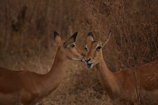 4 Days Tanzania Lodge Safari With Two Nights at Serengeti - Ngorongoro Crater: the 600-meter drop, the picnic inside, and the species list