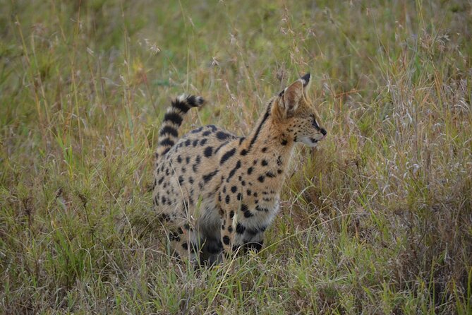 4 Days Tanzania Lodge Safari With Two Nights at Serengeti - Lodge safari pacing, private comfort, and guide-driven success