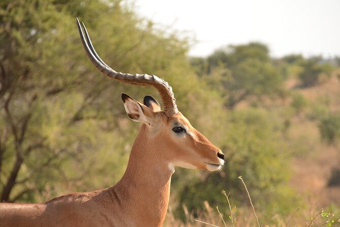 4 Days Tanzania Lodge Safari With Two Nights at Serengeti - Meals and comfort: what’s included and why it helps