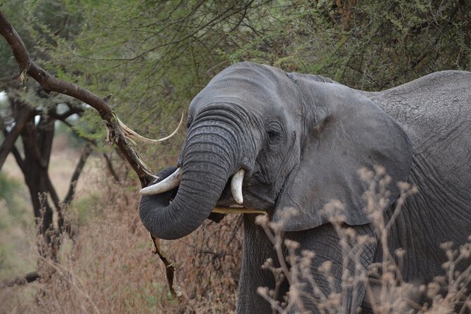 4 Days Tanzania Lodge Safari With Two Nights at Serengeti - Price and value: is $2,180 fair for four days?