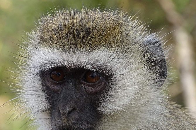 4 Days Tanzania Luxury Safari - Why Serengeti Plains plus Ngorongoro Crater fits into four days