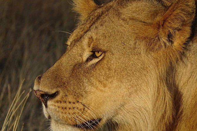 4 Days Tanzania Luxury Safari - Ngorongoro Crater: where animal concentration does the heavy lifting