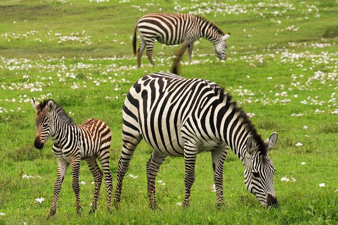 4 Days Tanzania Luxury Safari Serengeti and Ngorongoro Crater - Day 2 Serengeti Options: 6:00 AM Action or 9:00 AM Full-Day Comfort