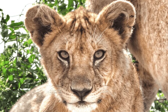 4 Days Tanzania National Parks Private Safari from Zanzibar - Planning your jump from Zanzibar to northern parks
