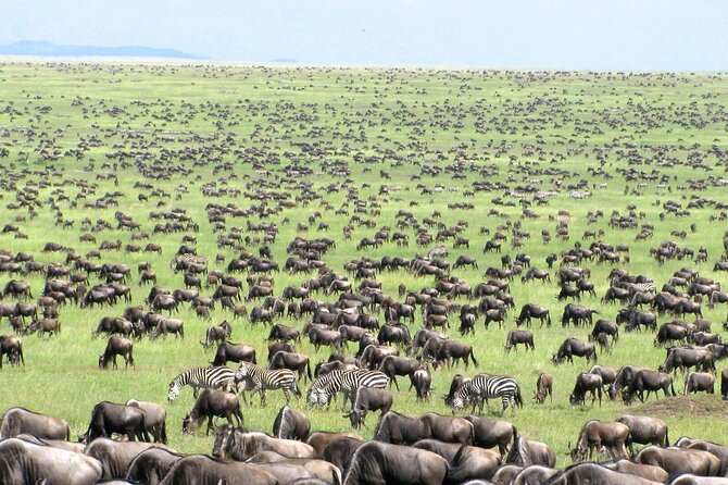 4 Days Tanzania National Parks Private Safari from Zanzibar - Day 4 in Ngorongoro Crater: 600 meters down to the animal theater