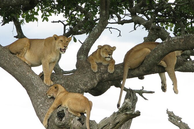 4 Days Tanzania National Parks Private Safari from Zanzibar - Private safari logistics that actually help you spot more