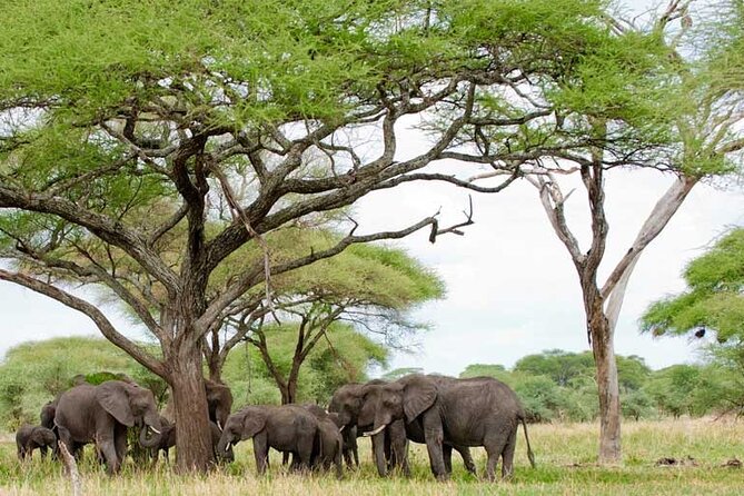 4 Days Tanzania National Parks Private Safari from Zanzibar - Early starts and weather reality: how to stay comfortable