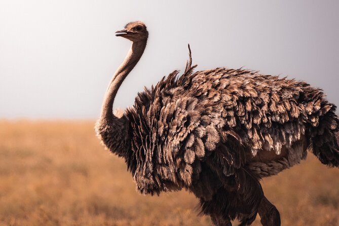 4 Days Tanzania Private Lodge Safari - Day 3: early Serengeti game drive, then lodge time near the crater rim