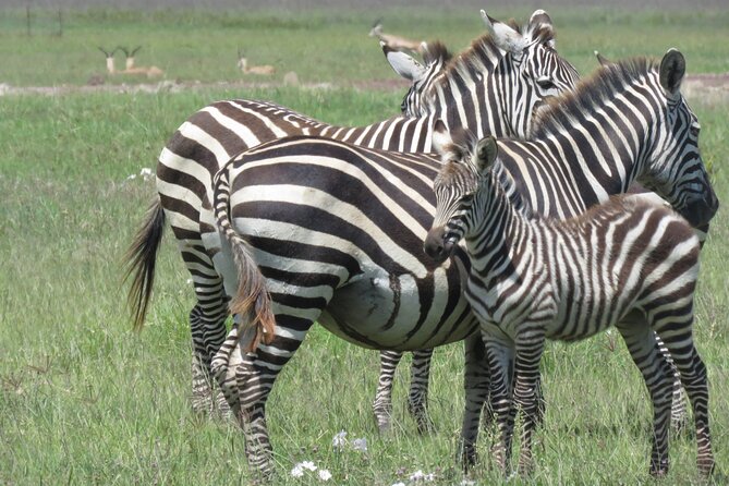 4 Days Tanzania Private Safari | Serengeti , Ngorongoro & Tarangire Safari - A 4-day Tanzania safari loop that actually fits your time