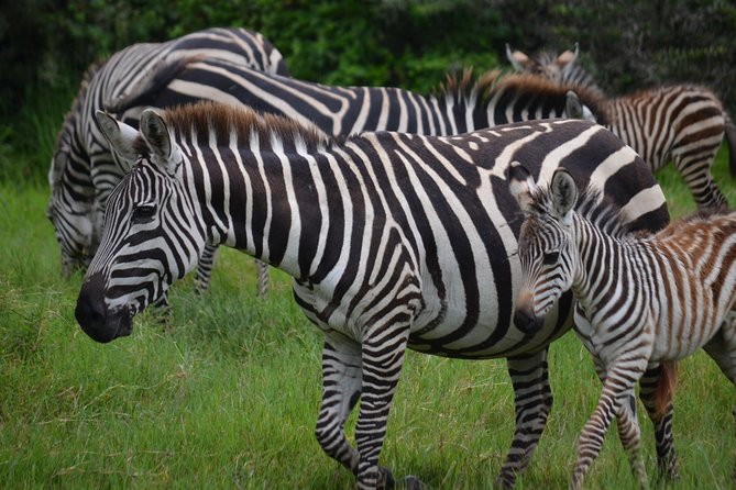 4 Days Tanzania Private safari to Serengeti ,ngorongoro crater and Tarangire - The guide and chef setup, plus why the food matters