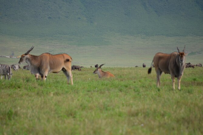 4 Days Tanzania Private safari to Serengeti ,ngorongoro crater and Tarangire - What’s included, and what to budget for separately