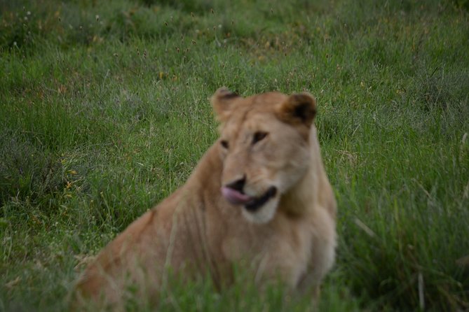 4 Days Tanzania Private safari to Serengeti ,ngorongoro crater and Tarangire - Who this safari fits best