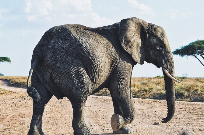 4 Days Tanzania Safari - Day 3 in Serengeti: Sunrise Hunt, Then a Long Day for Predators