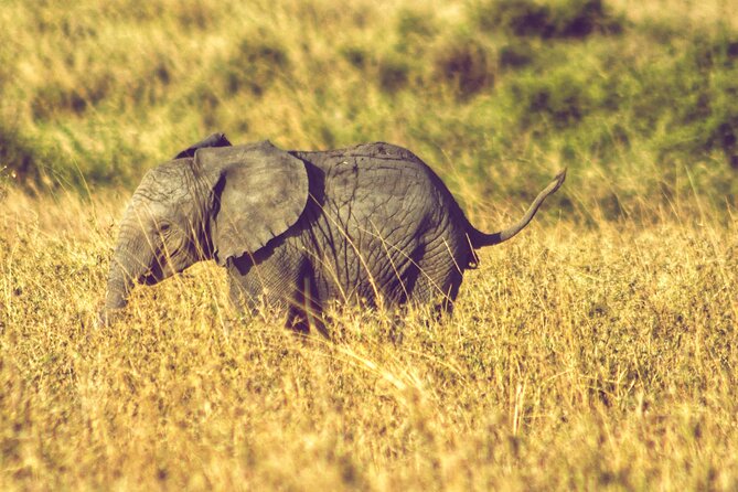 4 Days Tanzania Safari - Day 4 Ngorongoro Crater: The 600m Descent, Rhinos, and Hippos at Ngoitokitok Springs
