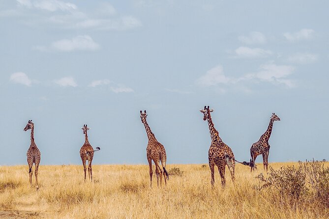 4 Days Tanzania Safari - What Your Price Covers: Park Fees, Meals, and the Real Value of Fewer Unknowns