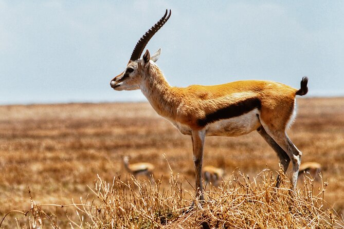 4 Days Tanzania Safari - Timing, Pacing, and How a 4-Day Safari Actually Feels