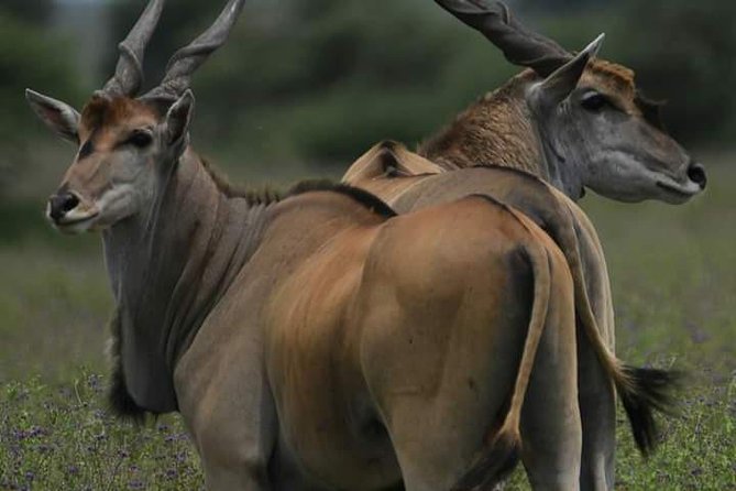 4 Days Tanzania Safari - Logistics That Matter: Timing, Pickup, and Mobile Tickets