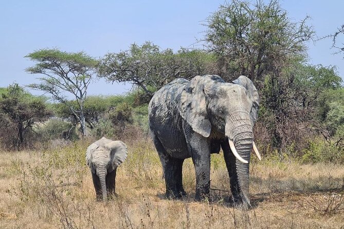 4 Days Tanzania Safari Experience - Getting Better Sightings: Timing, Vehicle Comfort, and What to Pack
