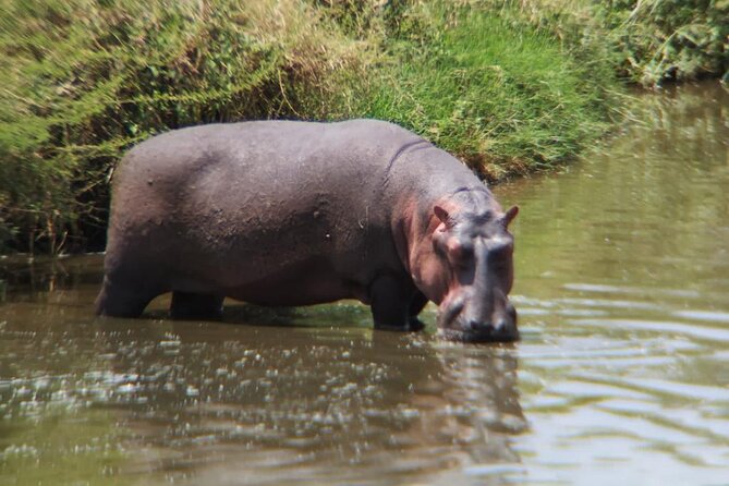 4 Days Tanzania Safari Experience - What the Guides Add: Kessy, Lukas, and Real Local Knowledge