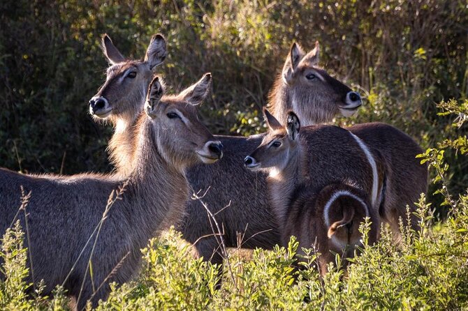 4 Days Tanzania Safari Experience - Day 1 in Arusha: Landing Comfort and a Fresh Start Before Safari