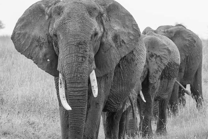 4 Days Tanzania Safari Tarangire, Serengeti and Ngorongoro Crater - Price and logistics: what $1,200 includes, and what it does not