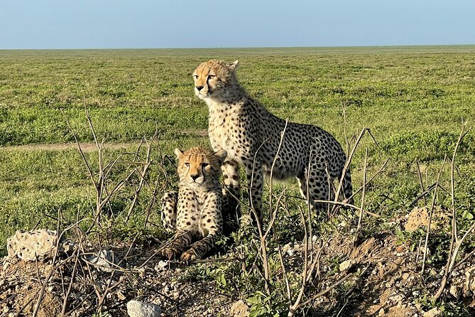 4 days Tarangire National park, Serengeti National park and Ngorongoro crater - Day 4 Ngorongoro Crater at dawn, packed breakfast into a wildlife hotspot