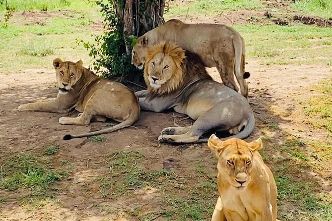 4 days Tarangire National park, Serengeti National park and Ngorongoro crater - Day 1 Tarangire National Park, elephants plus river-country drama