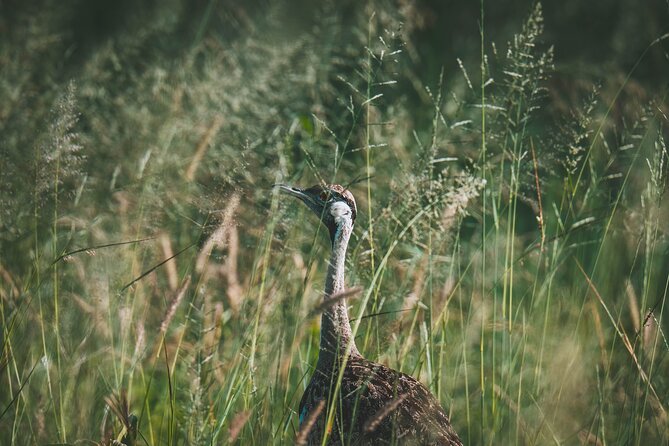 4 Days Tarangire, Serengeti and Ngorongoro Crater Camping Safari - The 4-Day Route That Makes Wildlife Sense