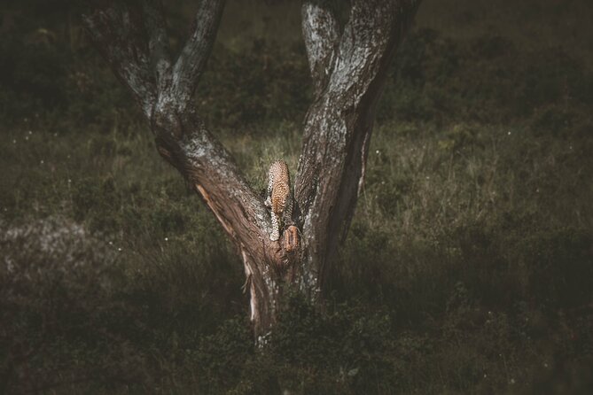 4 Days Tarangire, Serengeti and Ngorongoro Crater Camping Safari - Ngorongoro Crater Rim Overnight: Why Being Close Helps