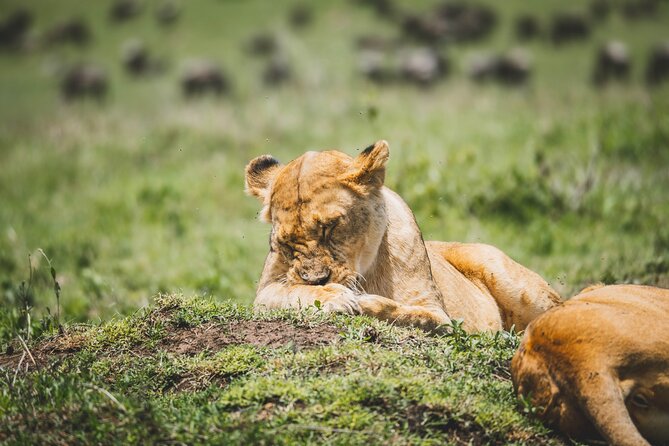 4 Days Tarangire, Serengeti and Ngorongoro Crater Camping Safari - Ngorongoro Crater Floor: Big Five Focus in a Single Day