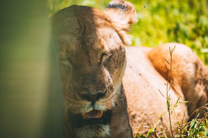 4 Days Tarangire, Serengeti and Ngorongoro Crater Camping Safari - What You Get for $1,100: Value That Adds Up