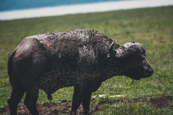 4 Days Tarangire, Serengeti and Ngorongoro Crater Camping Safari - Group Size, Guides, and the Service That Makes It Easier