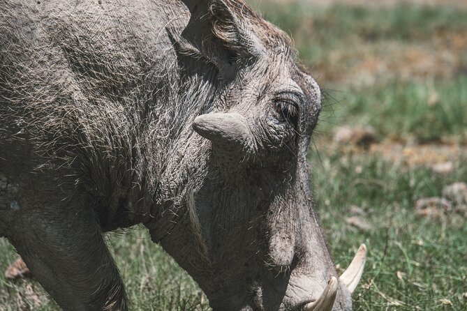4 Days Tarangire, Serengeti and Ngorongoro Crater Camping Safari - Serengeti National Park: Naabi Gate Arrival and Big-Game Odds