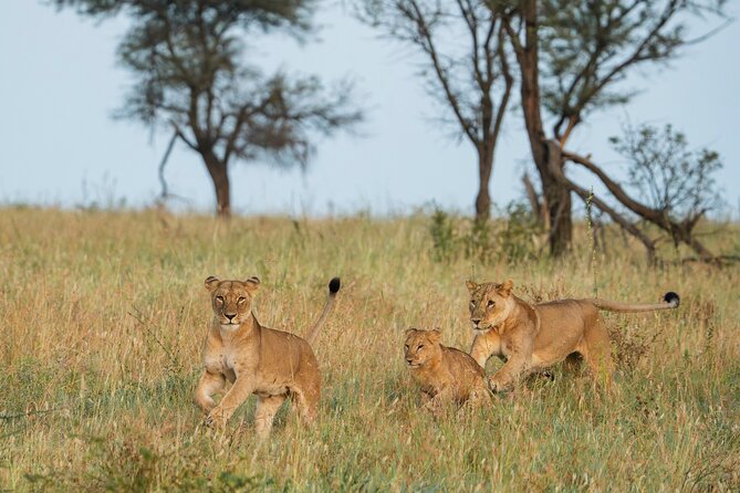 4 Days Tarangire, Serengeti and Ngorongoro Mid-Range Group Safari - Key Highlights You Should Know Before You Go
