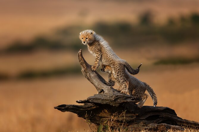 4 Days Tarangire, Serengeti and Ngorongoro Mid-Range Group Safari - Group Size, Pickup, and the Real Role of Your Driver-Guide