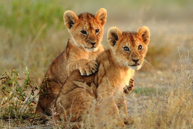 4 Days Tarangire, Serengeti and Ngorongoro Mid-Range Group Safari - Day 4 Ngorongoro Crater Sunrise: Big Wildlife in a Single Bowl