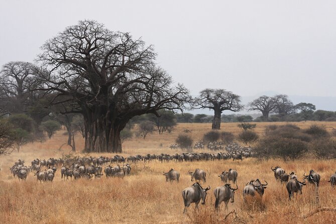 4 Days Tarangire, Serengeti and Ngorongoro Mid-Range Group Safari - Where the Mid-Range Comfort Shows Up (and Where to Ask Questions)