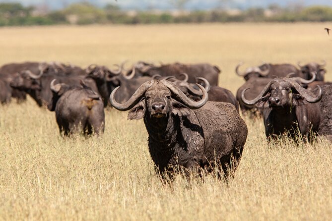 4 Days Tarangire, Serengeti and Ngorongoro Mid-Range Group Safari - Price and What You Actually Get for $1,450
