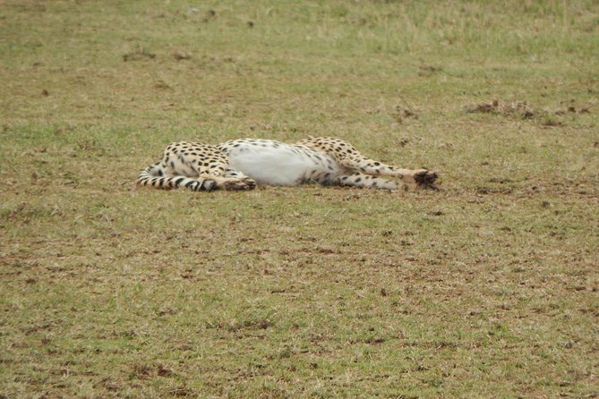 4 days Tarangire, Serengeti & Ngorongoro - Day 3: The Serengeti to Ngorongoro Shift, and Why This Day Feels Longer