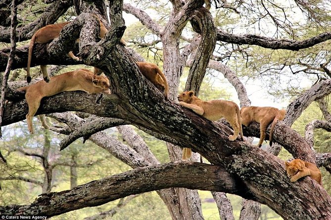 4 Days Tarangire Serengeti Ngorongoro Crater - Ngorongoro Crater descent: 650 meters down for a half-day tour