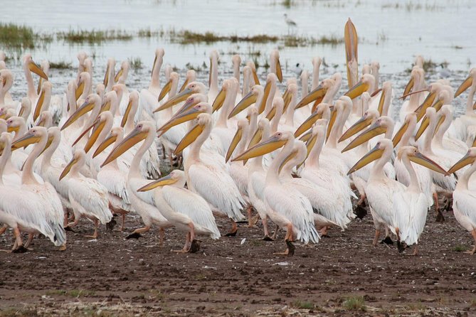 4 Days Tarangire Serengeti Ngorongoro Crater - Price and value: what $900 buys in real safari days