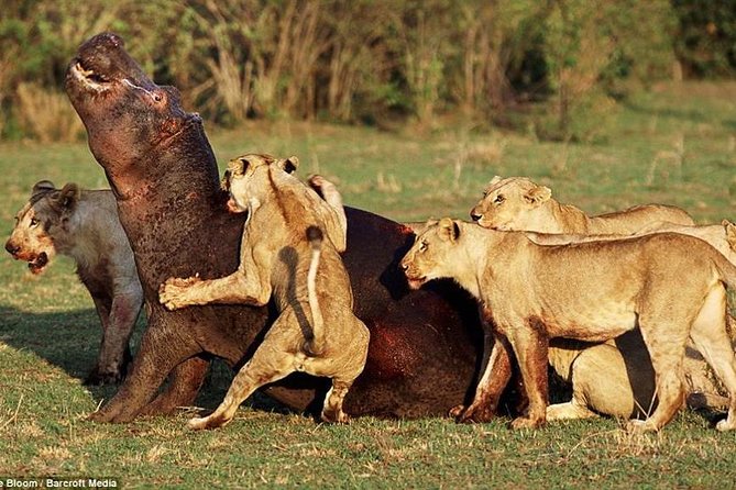 4 Days Tarangire Serengeti Ngorongoro Crater - Final call: should you book this 4-day Tarangire-Serengeti-Ngorongoro tour?