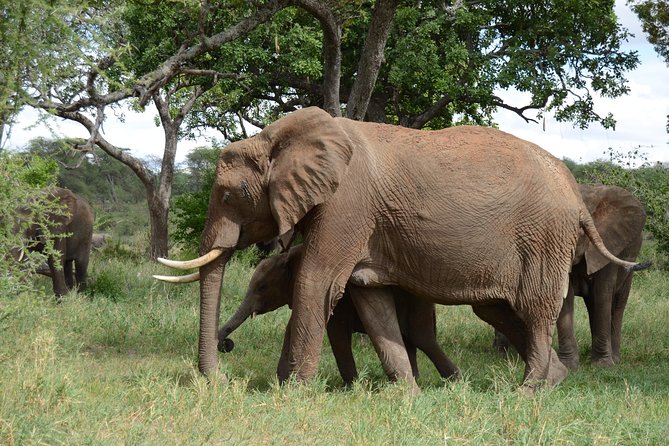 4 Days Tarangire ,Serengeti &Ngorongoro crater group Tour - How the jeep and small group affect your sightings