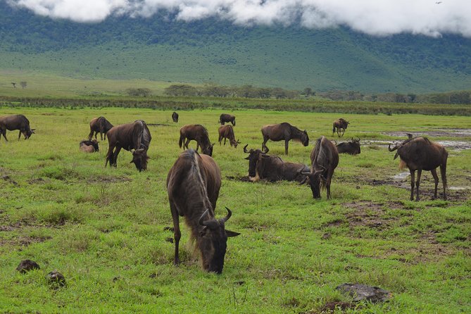 4 Days Tarangire ,Serengeti &Ngorongoro crater group Tour - Day 2 Serengeti via Manyara and the Rift Valley, plus a culture option