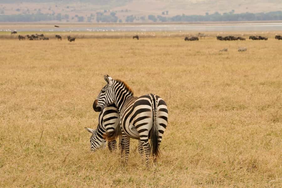 4 Days Tarangire, Serengeti, Ngorongoro Group Camping Safari - Key Things That Make This Safari Worth Your Time